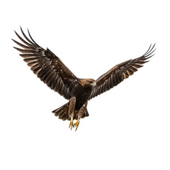 Obraz premium Majestic Eagle in Flight: A Stunning Avian Photograph