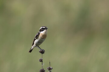 A whinchat sits on a plant stem