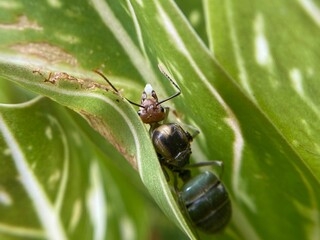 Close-up macro of a black ant on green leaf surface in natural tropical garden environment, showing insect body details and textures
