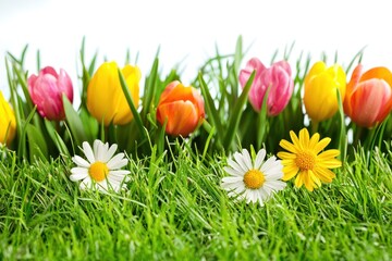 Fototapeta premium Vibrant tulips and daisies nestled in lush green grass against a bright white backdrop