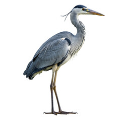 Fototapeta premium Grey Heron: Majestic Water Bird Profile