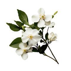 Fototapeta premium White jasmine flowers with green leaves on branch, showcasing delicate petals and fresh, natural appearance. composition highlights beauty and simplicity of blossoms