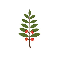 A stylized illustration of a green plant with red berries on a white background