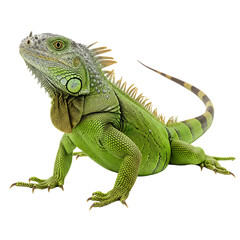 Green Iguana: Reptile Profile and Close-Up