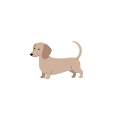 Playful dachshund standing on a white background, showcasing its adorable features