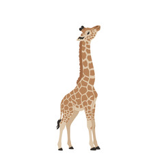 Obraz premium A tall giraffe gracefully stretching its neck against a plain white background