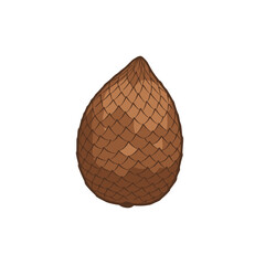 Detailed illustration of a pine cone with textured scales against a plain background