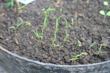 Sowing carrot seeds in pots

