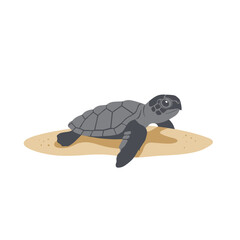 A baby sea turtle emerging from the sandy beach, heading towards the ocean waves