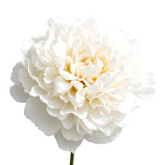 Close up of a single white peony flower with a stem against a black background in full bloom