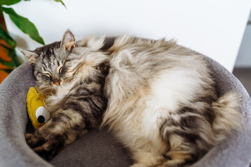 domestic cat sleeping on cat tree scratching post
