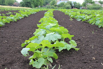 Planting young zucchini in the spring will soon bring a harvest