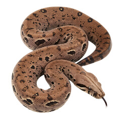 Fototapeta premium Boa Constrictor: Detailed View of a Stunning Reptile