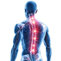 Back Pain Anatomy Spine Injury Illustration Sciatica Nerve Pain Relief on transparent background
