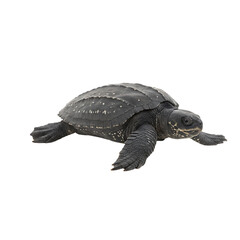 Fototapeta premium Leatherback Sea Turtle: Powerful Reptile, Ocean Wildlife