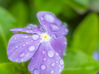 梅雨時から晩秋の公園や花壇を彩るニチニチソウのある風景。雨上がりの水滴がついた瑞々しい様子。自然風景素材。