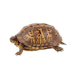 Obraz premium Eastern Box Turtle: Detailed View of Shell and Features