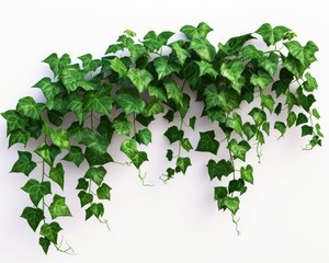 Foliage green ivy vines cascading down a white background