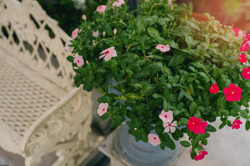 Flower in garden. Vibrant Flower Arrangement in Decorative Pot Next to Vintage Bench in Cozy...