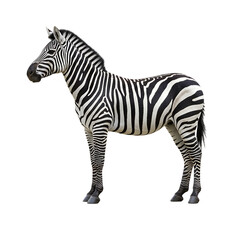 Obraz premium Striped Zebra: A Majestic Profile