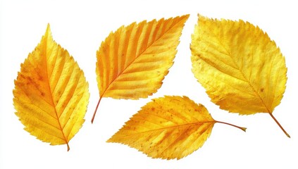 Autumn leaves, vibrant yellow