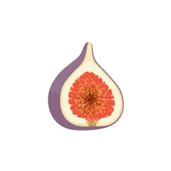 A vibrant, sliced fig showcasing its juicy interior, set against a clean white background