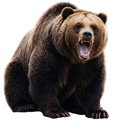 Obraz premium Grizzly Bear: Powerful and Majestic Creature