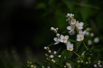 Jasmine flowers blooming in the park.