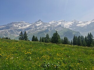 Fototapeta premium alpine meadow in the alps