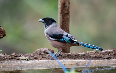 Blue headed jay bird resting
