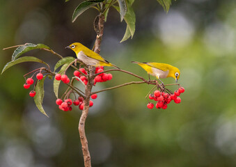 Indian white eye birds feeding on cherry fruits while perched on a branch. Close up, selective focus.