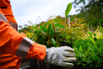  A gardener holds a seedling ready for planting.