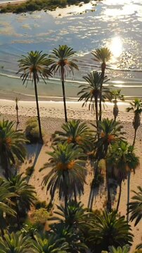 Desert oasis in the midday sun
