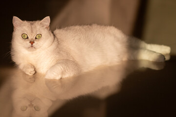 Obraz premium cat on a black background
