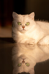 cat on a black background