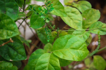 This is a beautiful leaf in a garden... Leaves like this are usually found on the main roads in Indonesia.