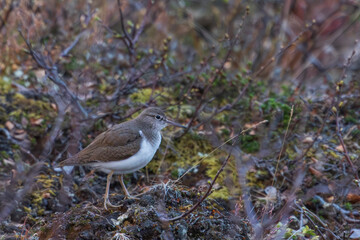 Common sandpiper