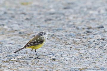 Yellow wagtail on the ground