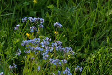 forget me not flowers