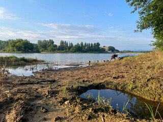 groups of goose in water
