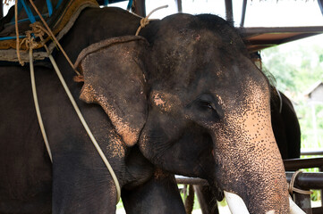 Close-up of an elephant with saddle harness