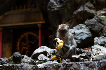 Wild macaque eating banana on rocky temple ground