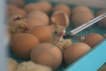 Newly hatched chick in incubator surrounded by eggs and eggshells © Cavan