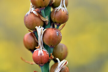 Brown Fruits The White Asphodel