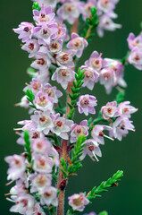 White and pink flowers of Spanish heath (Erica lusitanica)