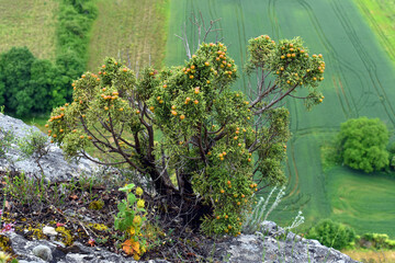 Small Specimen Juniperus Phoenicea With