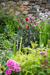 Colorful Garden with Pink Dahlias and Stone Wall Backdrop