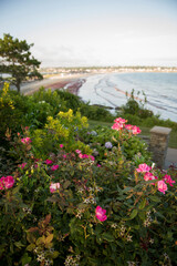 Pink Roses Overlooking Newport Beach and Coastal View
