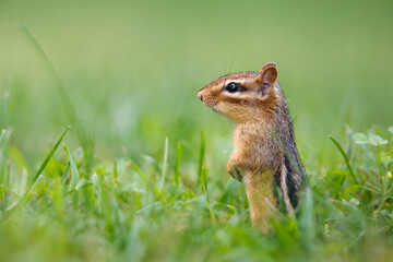 Eastern Chipmunk standing on hind legs on a grass lawn