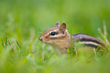 Eastern Chipmunk in the grass